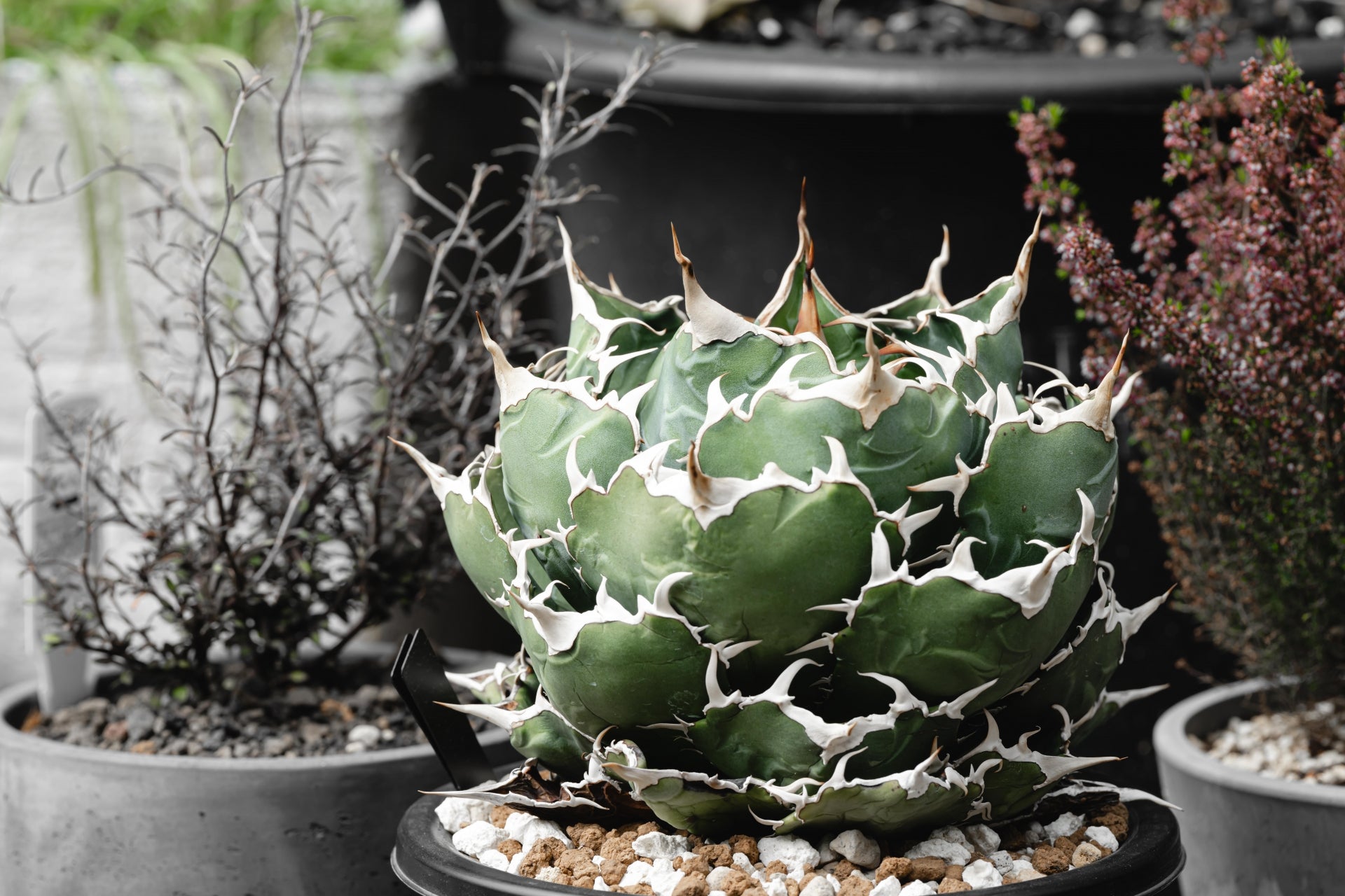 植物図鑑】アガベ チタノタ（ティタノータ） 白鯨とは？希少な美しさを