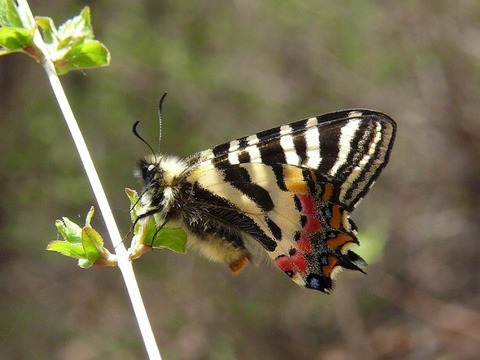 赤城山トレッキング 〜ヒメギフチョウ〜 : トレッキングと生き物たち