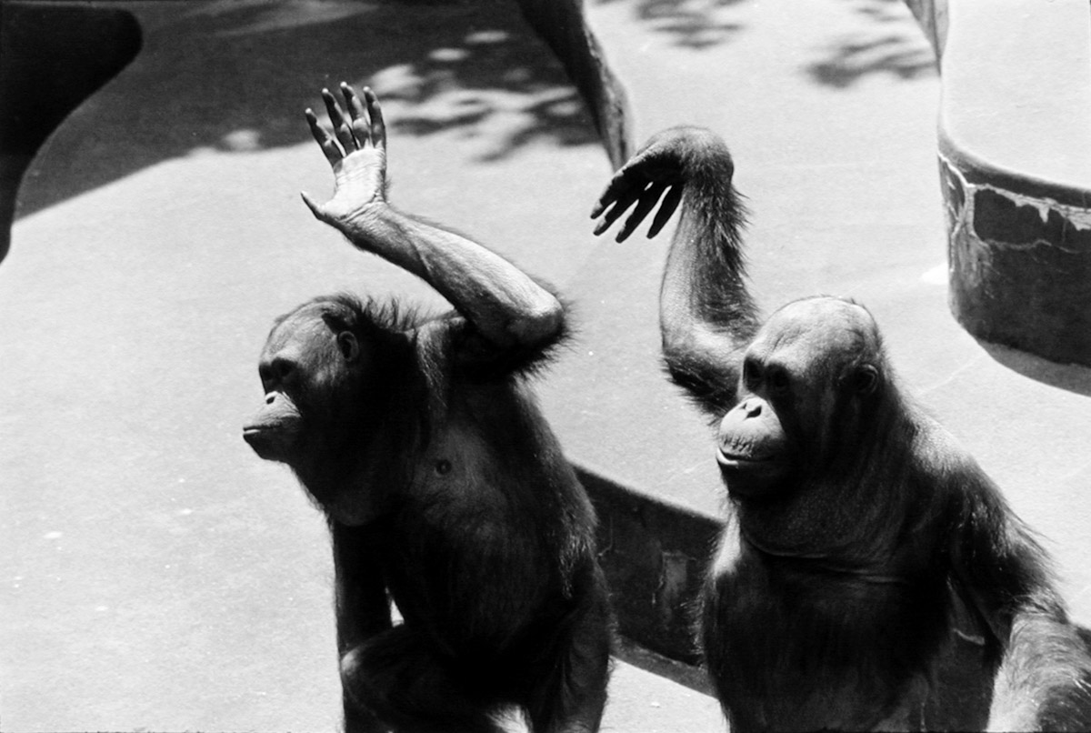Pier 24 Garry Winogrand - 