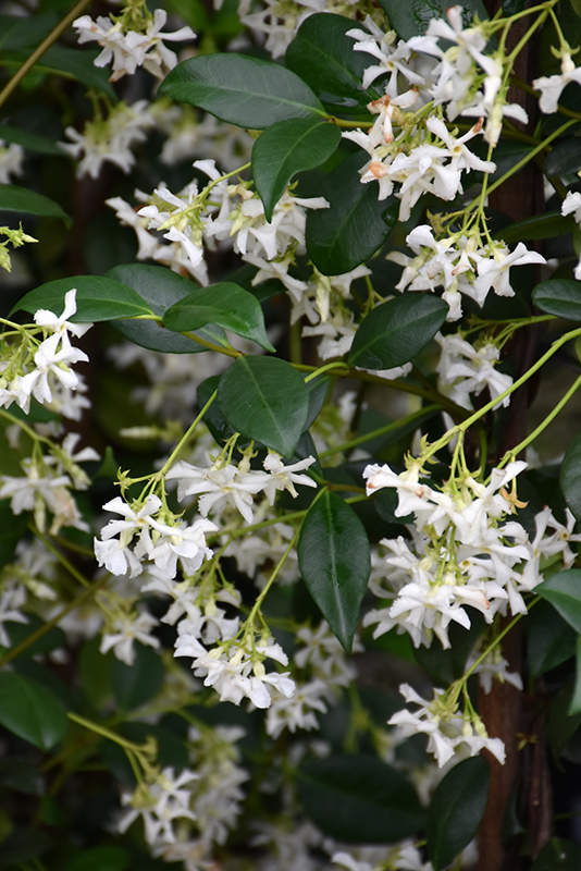 Confederate Star-Jasmine (Trachelospermum jasminoides) in Kamloops