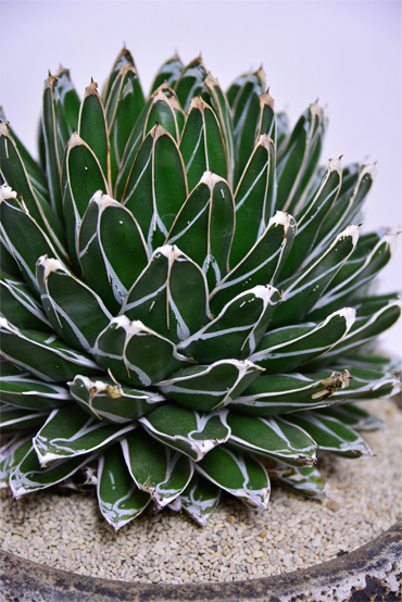 アガベ 笹の雪 | 叢 – くさむら – Qusamura