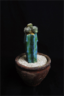 フェロカクタス 白鳥丸 | 叢 – くさむら – Qusamura