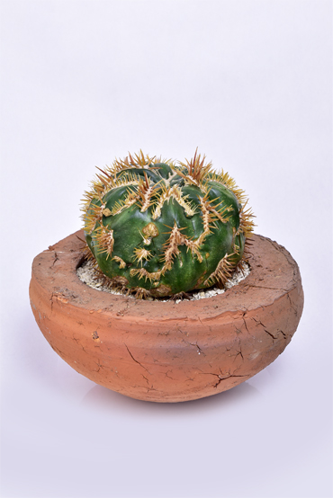 綾波モンストローサ | 叢 – くさむら – Qusamura