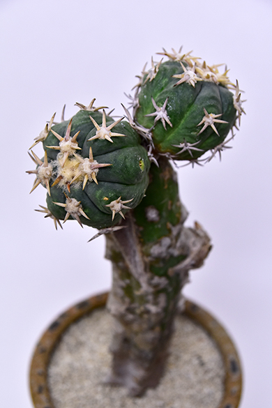 エキノカクタス 白刺翠平丸 | 叢 – くさむら – Qusamura