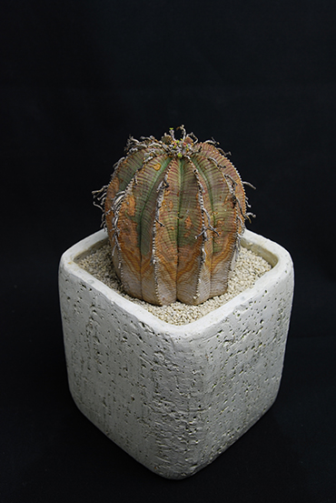 バリダ×オベサ | 叢 – くさむら – Qusamura