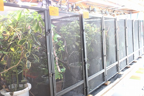 レイアウトについてもう少し詳しく… | カメレオン 宝塚市 爬虫類 ハ虫