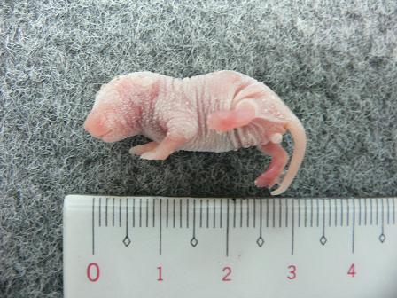 CANDLE(キャンドル) / 冷凍ピンクマウス・Sサイズ