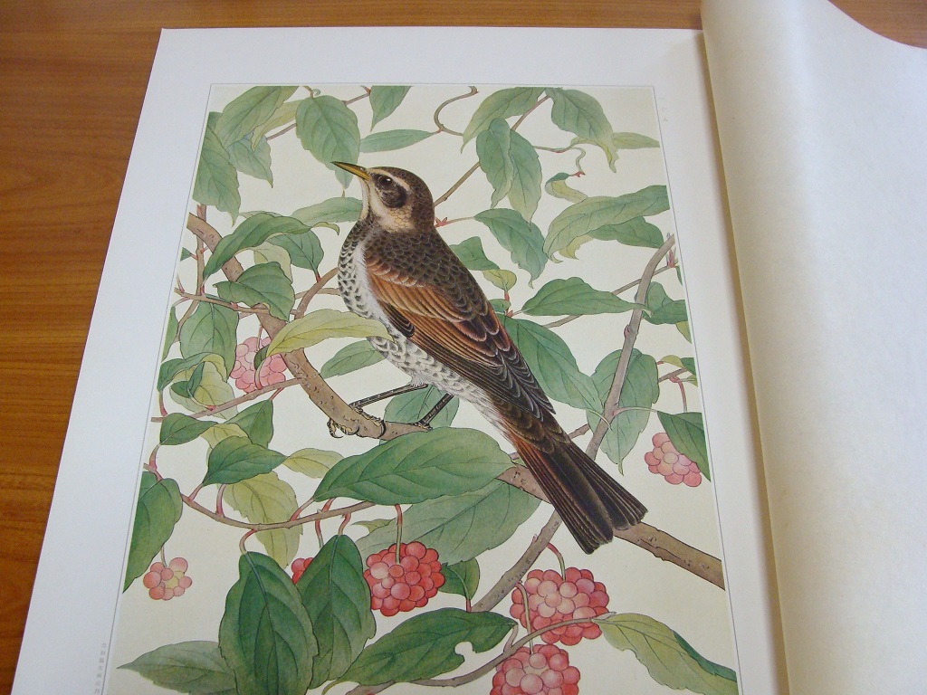 土岡春郊 （土岡泉）の『鳥類写生図譜』: ララビスのために