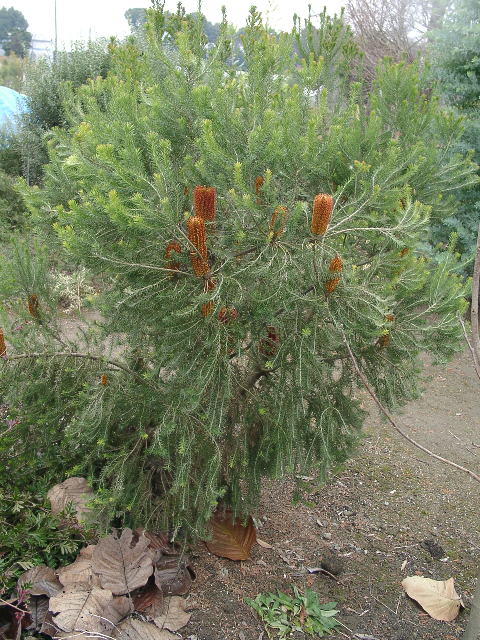 オーストラリア ヒース バンクシア 花木