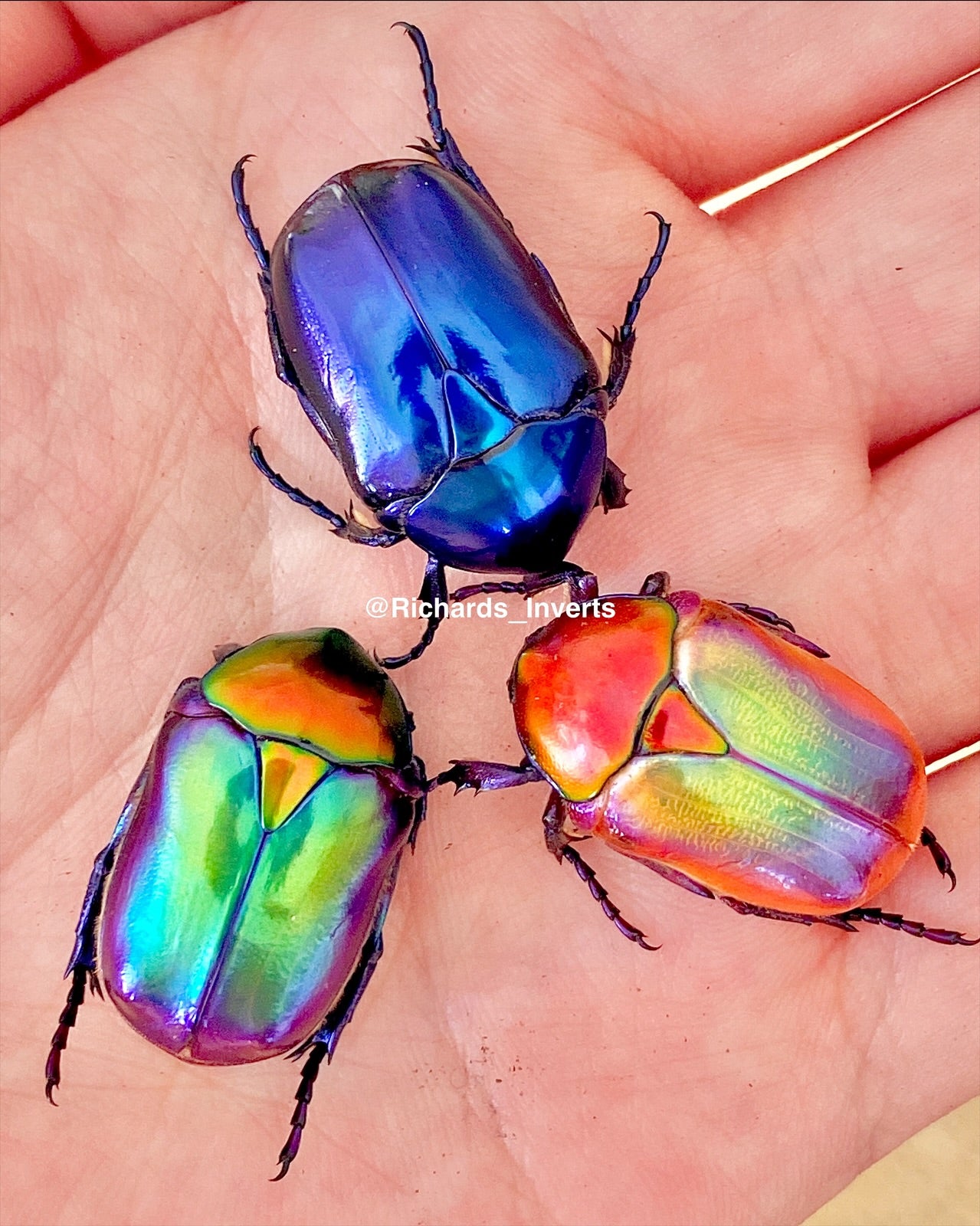 Flower Beetles For Sale UK | Richard's Inverts