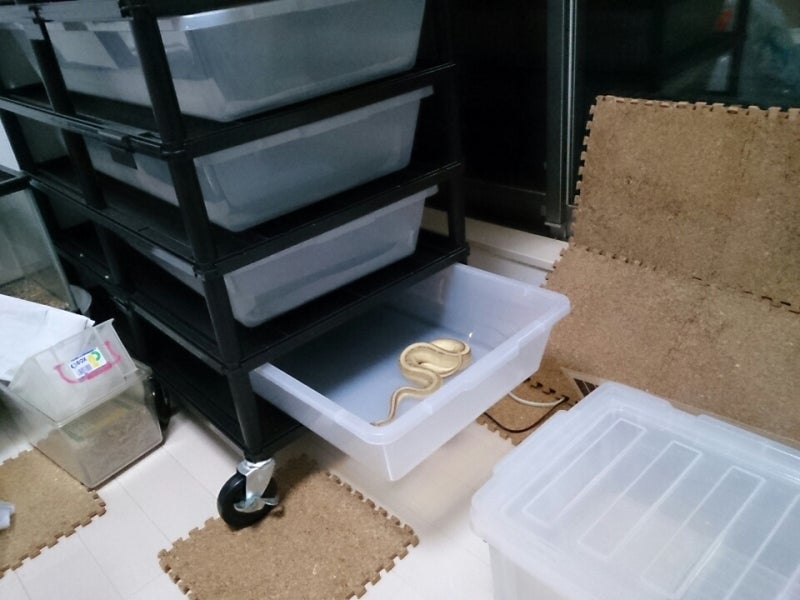 ビジョンラック 番外編 | ボールパイソン飼育日記