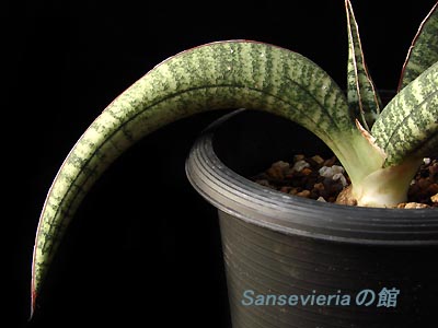 サンセベリアの館