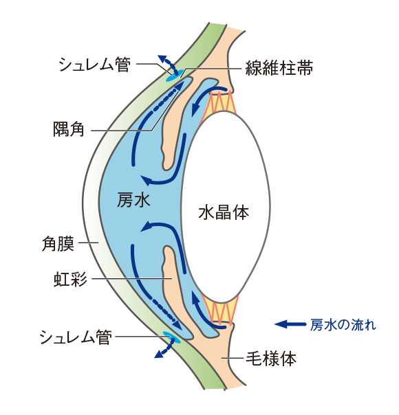 狭隅角・閉塞隅角緑内障 堺市北区・さわだ眼科