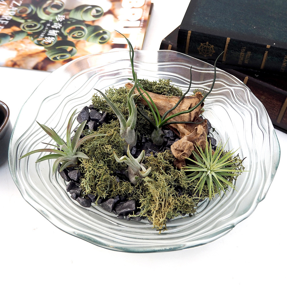 観葉植物「エアープランツ バレンシアガラスキット」 | 花・花束を贈る
