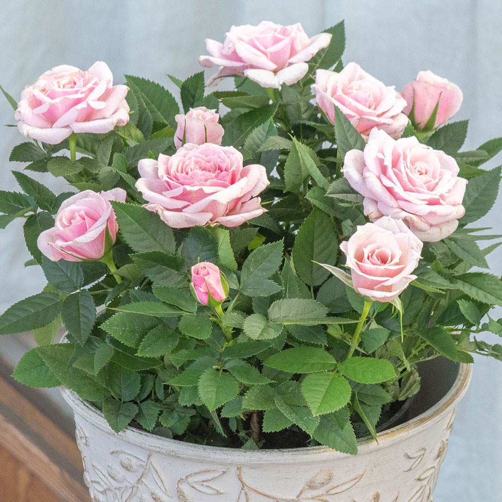 母の日 大西 隆コレクション ミニバラ「エミー」 | 花・花束を贈る