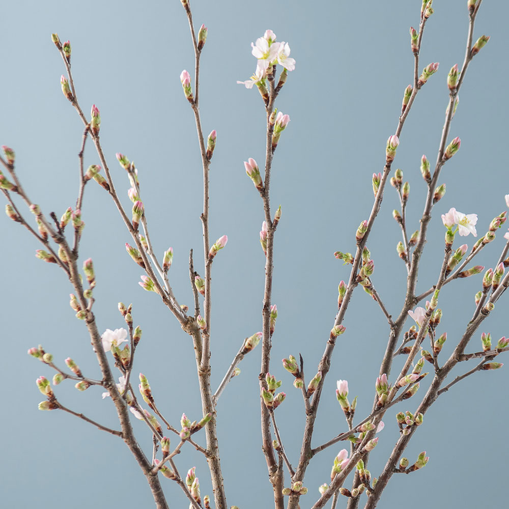 バイヤー厳選】山形県西川町産｢啓翁桜｣ | 花・花束を贈るフラワー