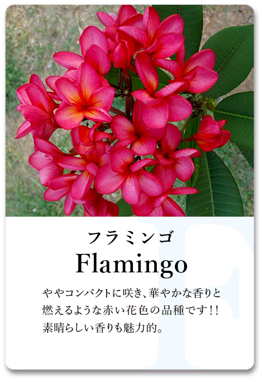 PLUMERIA GUIDE＜プルメリア図鑑＞ | サイタマ プルメリアフェスティバル