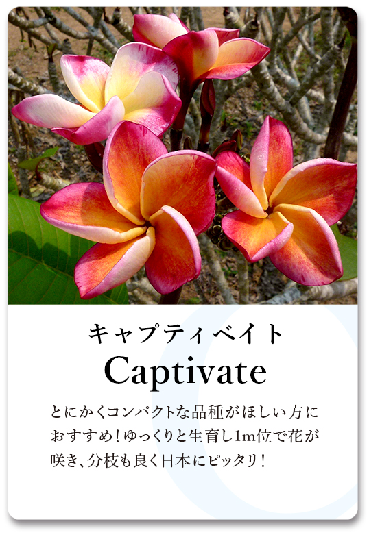 PLUMERIA GUIDE＜プルメリア図鑑＞ | サイタマ プルメリアフェスティバル