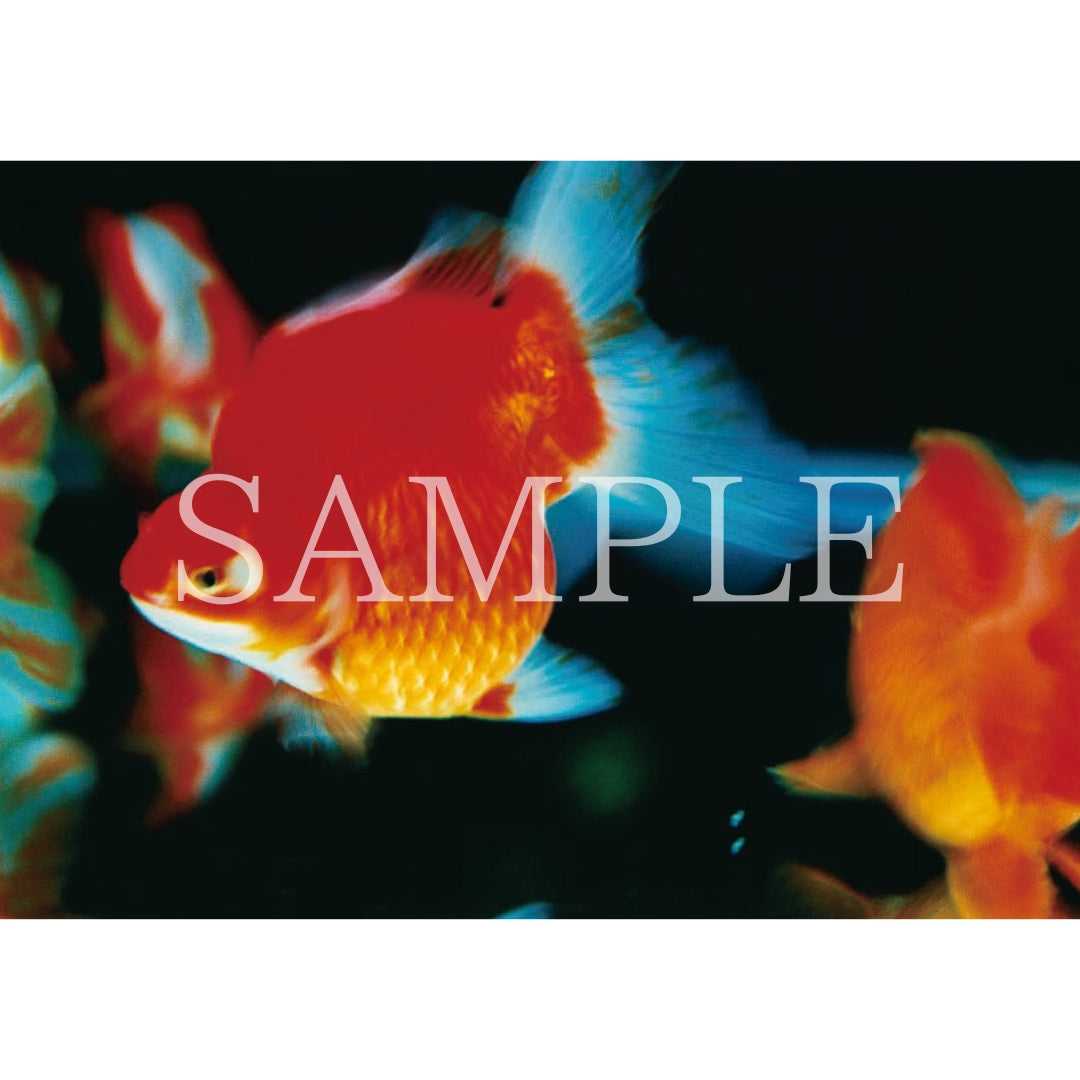 ポストカードセット｜ Liquid Dreams – MIKA NINAGAWA OFFICIAL STORE