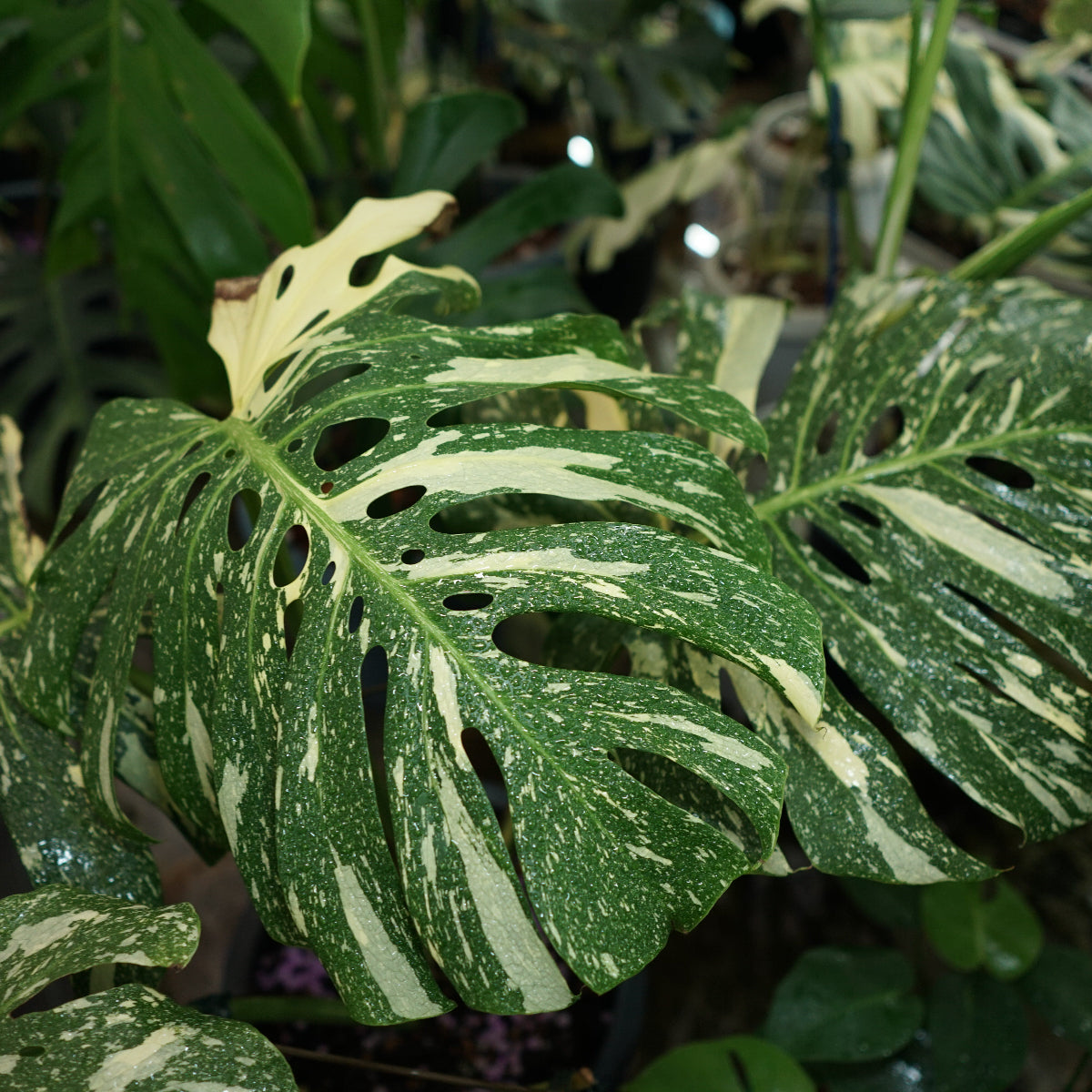 選抜株/2号サイズ】モンステラ・デリシオーサ 'タイコンステレーション