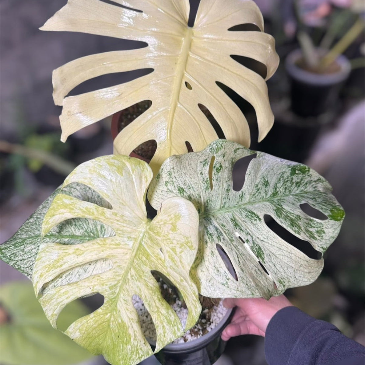 50%OFF【選抜】モンステラ デリシオーサ 'ホワイトモンスター – RARE