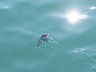 来春発売予定！ 魚じゃらし工房さんとのコラボルアー『TT.Eagle