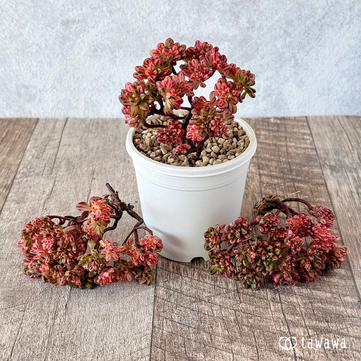 小人の祭り錦 – 多肉植物の通販・販売サイト tawawa