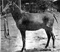 No.48 ウシウマ | 東京クラシッククラブ