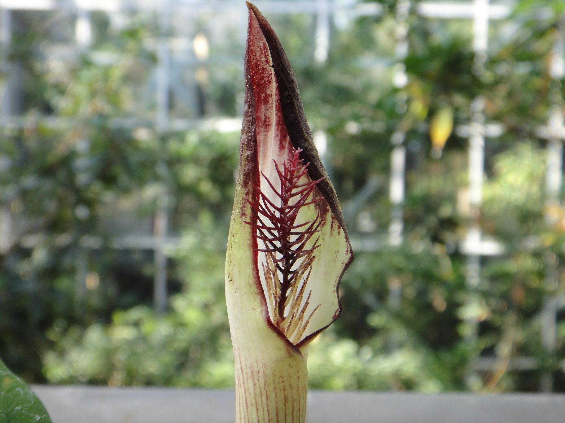 Arisaema lihenganum J. Murata & S.K. Wu