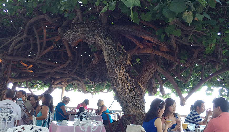 油絵 マミ ハワイのハウツリーラナイCafeで 油絵 マミ ハワイのハウ