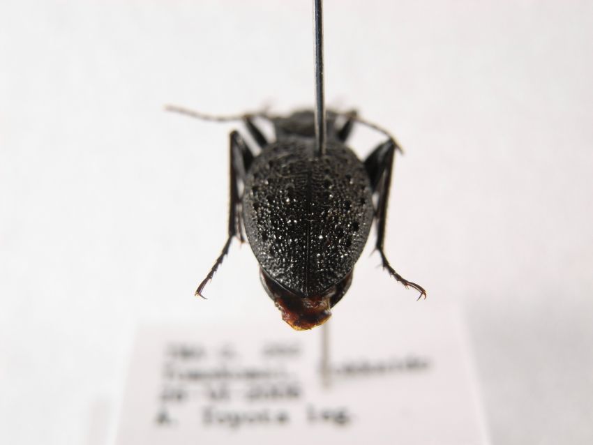 甲虫：分類：セダカオサムシ