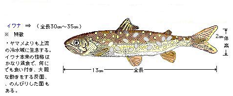 北海道の渓流に住む魚透明水彩画北海道の渓流に住む魚透明水彩画