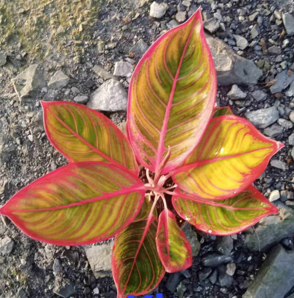 Aglaonema Khanza – TerraFlora Global