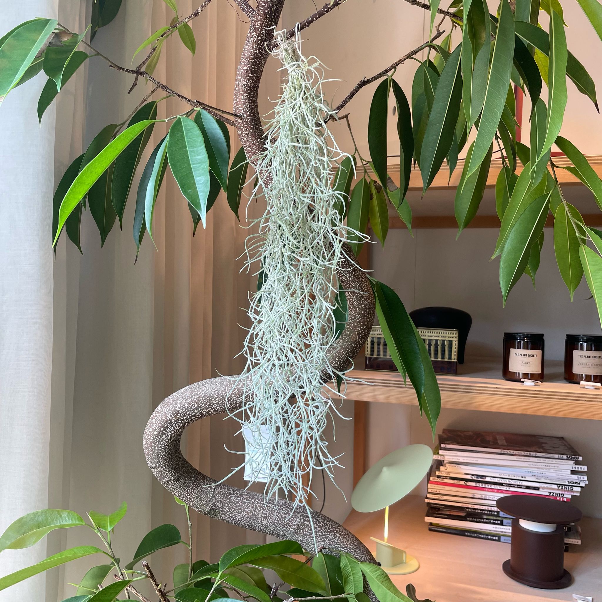 The_Plant_Society_78.jpg?v=