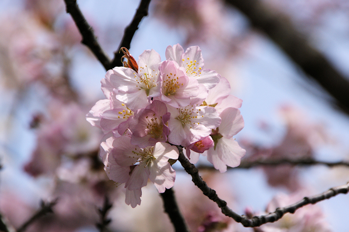 佐野藤右衛門邸の桜