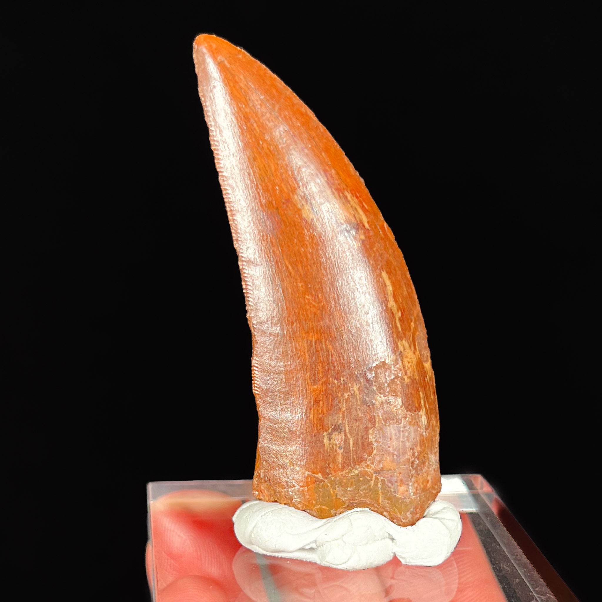 Carcharodontosaurus Fossil | For Sale | Unearthed Store