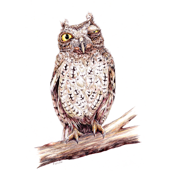Owl Winking Limited-Edition Print – Wildlife Drawings by Jim Wilson