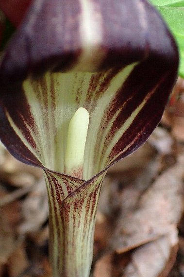 アマギテンナンショウ