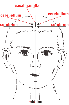 YNSA in English – Yamamoto Neue Schädelakupunktur – YNSA