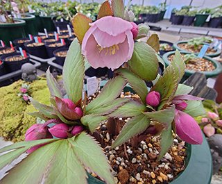 チベタヌス実生苗販売ページ～ Zoony Garden