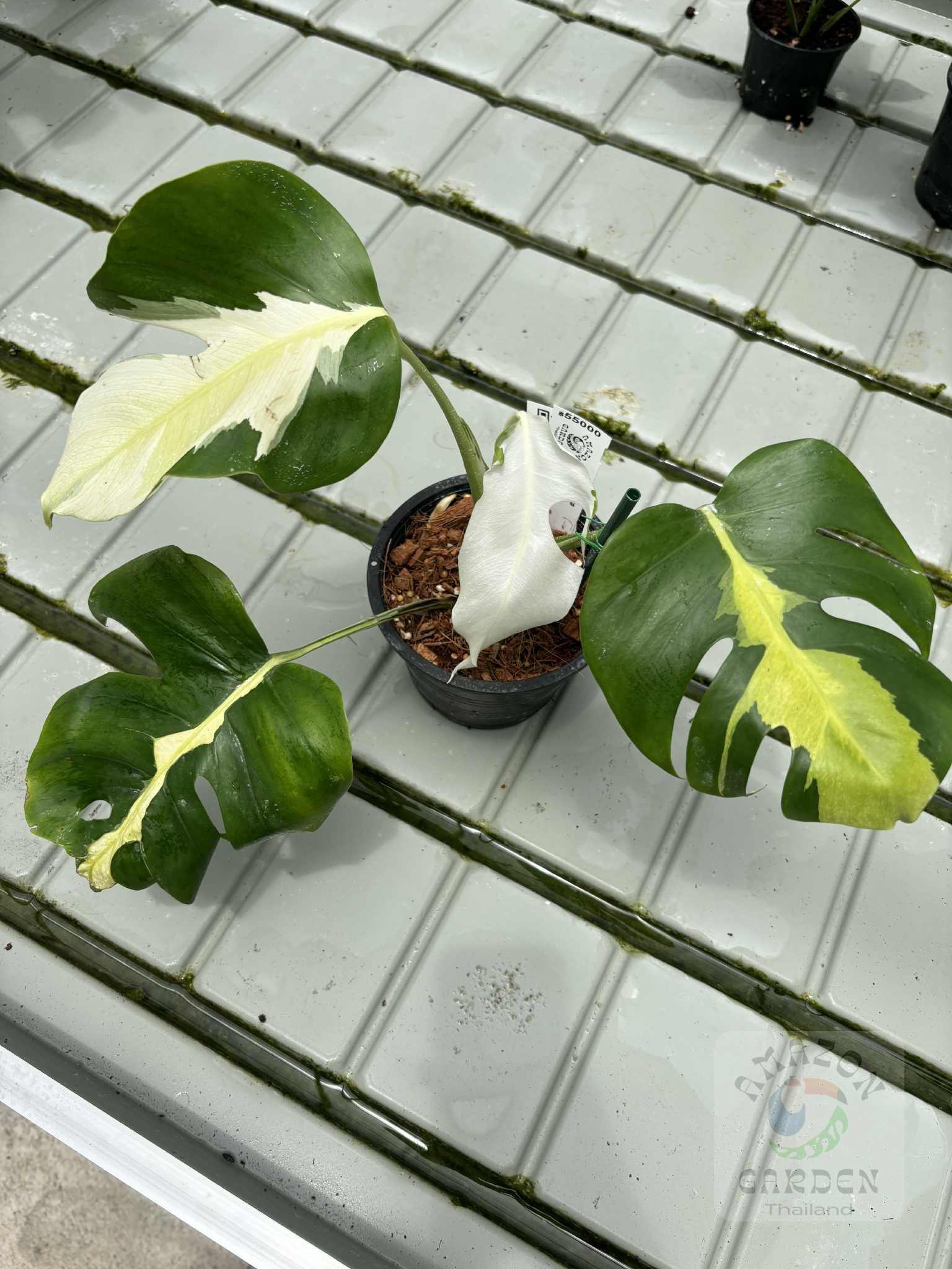 Monstera deliciosa White Lava – Amazon Garden Thailand