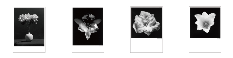 MAPPLETHORPE/A. P. J .アートプリントジャパン
