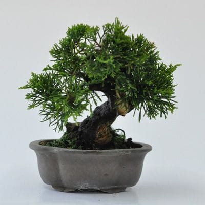 真柏 1点もの No.452の盆栽を販売｜通信講座は盆栽妙 – 盆栽妙 本店