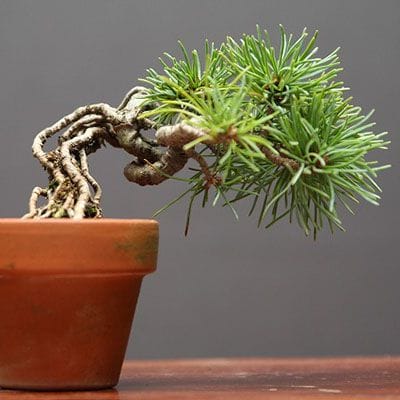 四国五葉松 豆盆栽 樹齢10年の一点物盆栽を販売｜盆栽妙 – 盆栽妙 本店