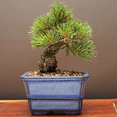九重五葉松 豆盆栽 樹齢13年の一点物盆栽を販売｜盆栽妙 – 盆栽妙 本店