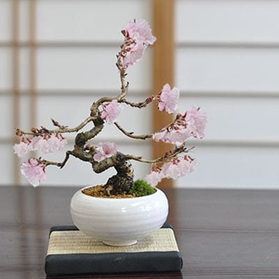 小品十月桜｜盆栽妙 – 盆栽妙 本店