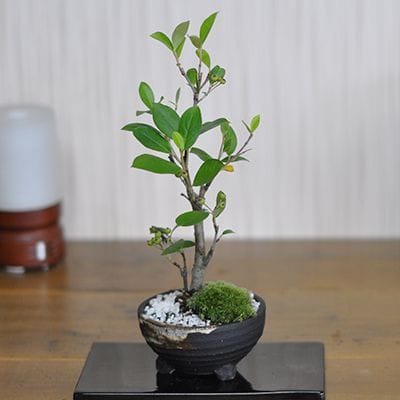 カマツカの盆栽を販売｜盆栽妙 – 盆栽妙 本店