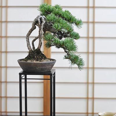 根上りの懸崖五葉松の盆栽を販売｜盆栽妙 – 盆栽妙 本店
