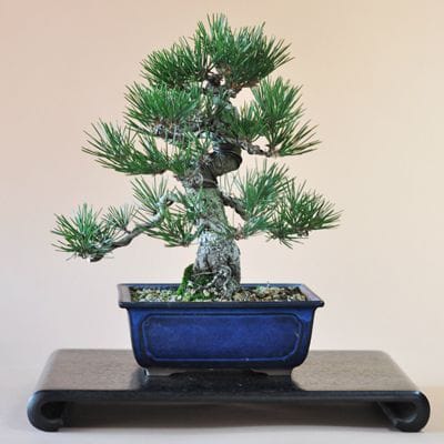 四国黒松の盆栽を販売｜入門は盆栽妙 – 盆栽妙 本店