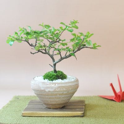 白花長寿梅 若木の盆栽を販売｜入門は盆栽妙 – 盆栽妙 本店